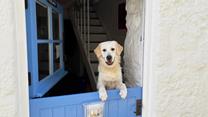 Hideaway- The Digey welcomes furry friends!