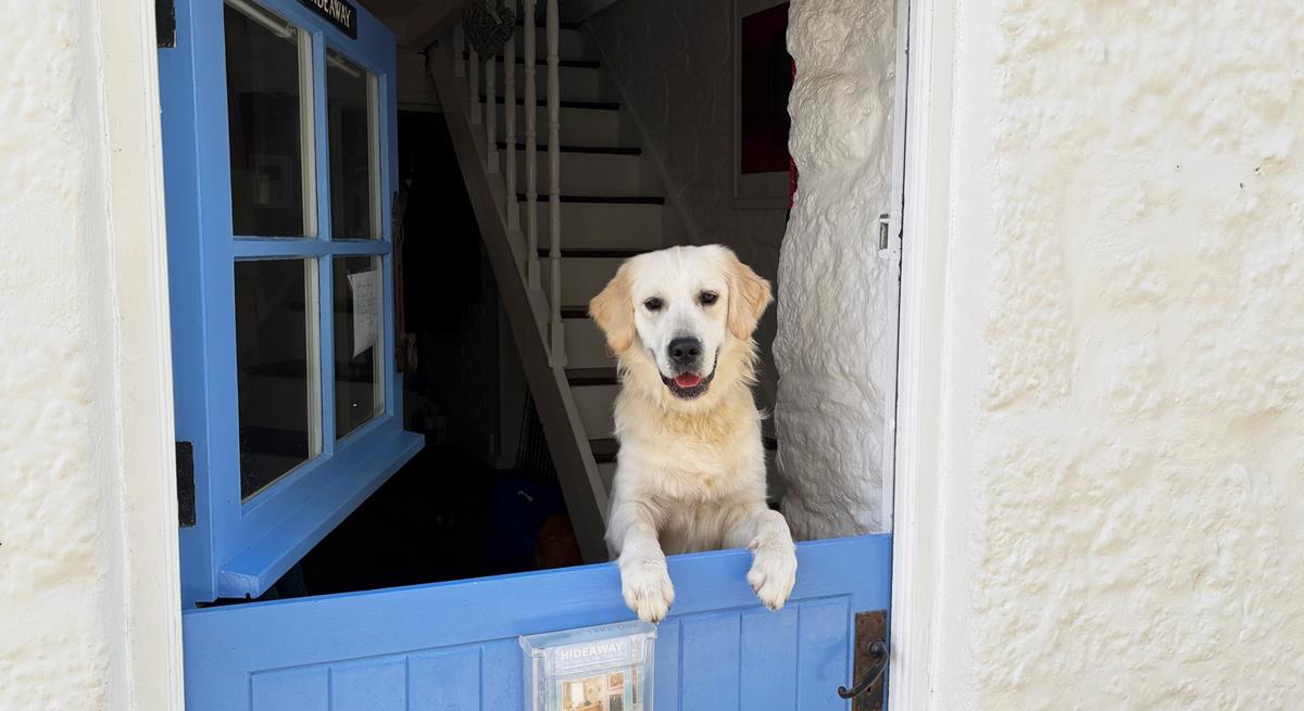 Hideaway- The Digey welcomes furry friends!