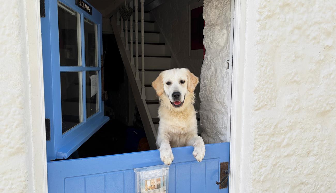 Hideaway- The Digey welcomes furry friends!