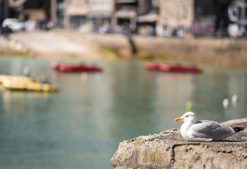 Enjoy an ice cream on the harbour, but watch out for seagulls!