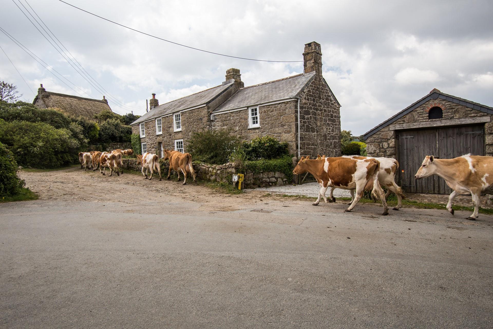 The cottage is in a charming hamlet, where you are as likely to see cows wandering down the road as tourists.