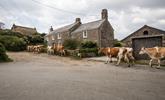 The cottage is in a charming hamlet, where you are as likely to see cows wandering down the road as tourists. - Thumbnail Image