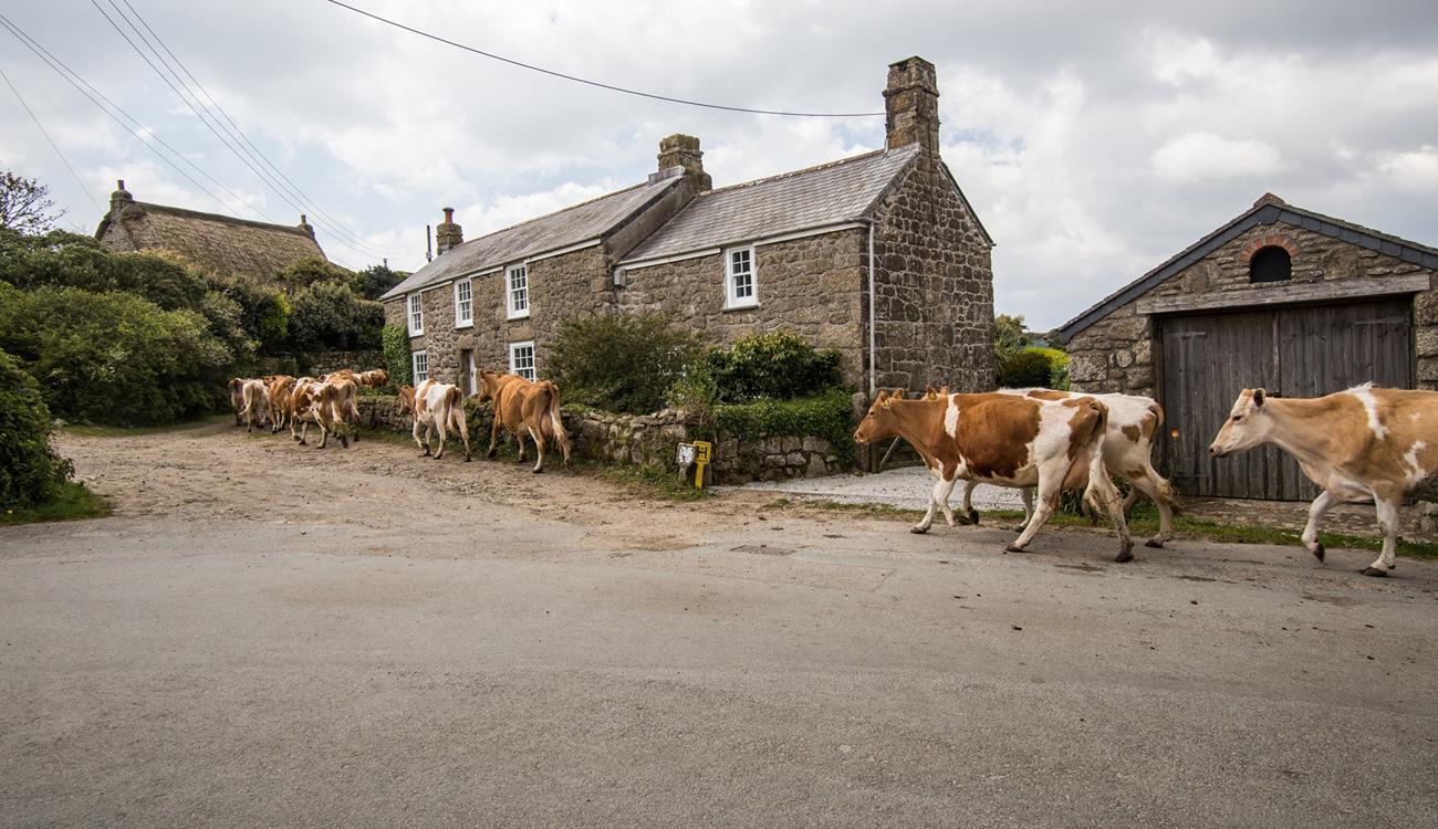 The cottage is in a charming hamlet, where you are as likely to see cows wandering down the road as tourists.