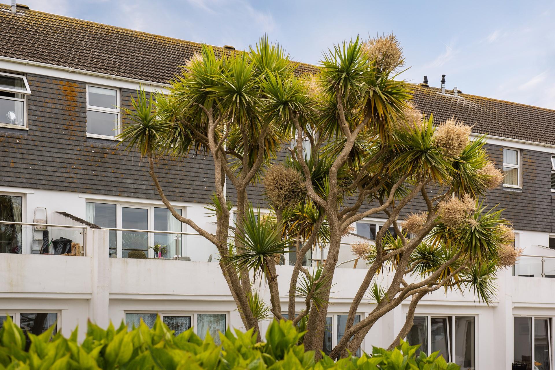 Established plants and shrubs including Cornish palms surround the building.