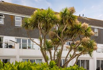Established plants and shrubs including Cornish palms surround the building.