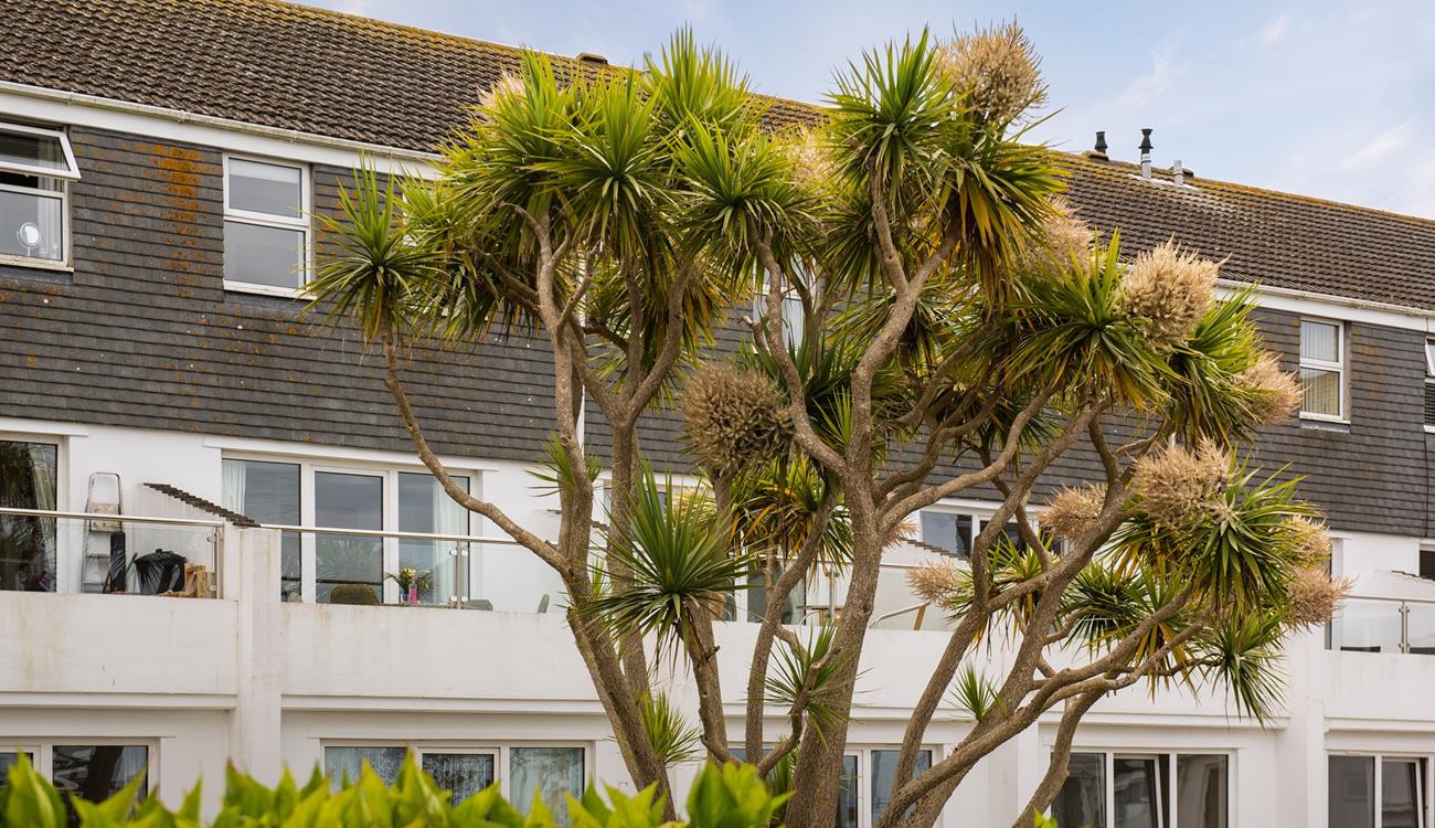 Established plants and shrubs including Cornish palms surround the building.