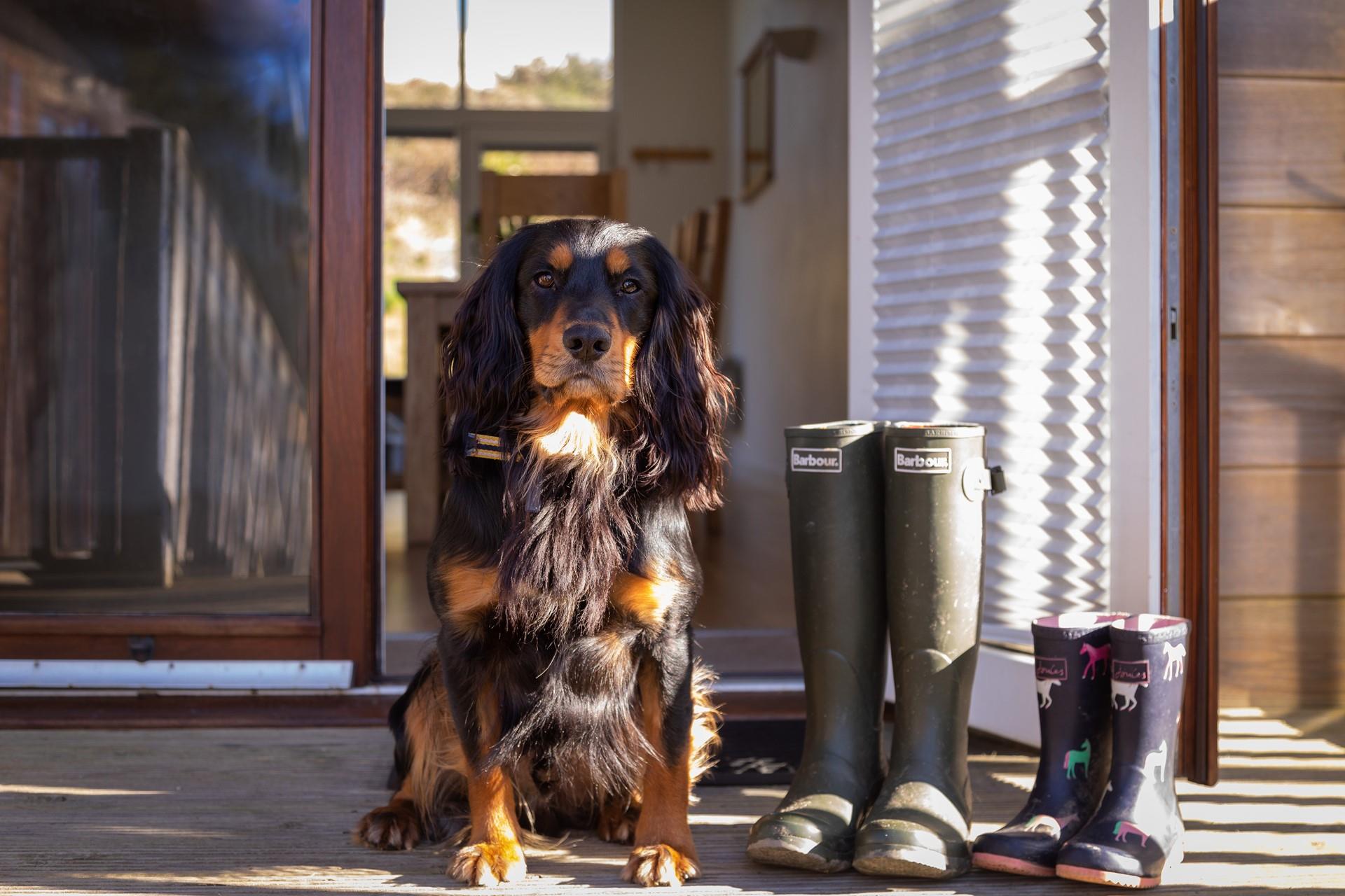 Dolcoath is pet friendly so guests are welcome to bring their own four-legged family member!