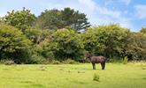 Enjoy watching the ponies graze in the paddocks.  - Thumbnail Image
