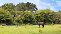 Enjoy watching the ponies graze in the paddocks. 