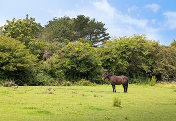 Enjoy watching the ponies graze in the paddocks. 