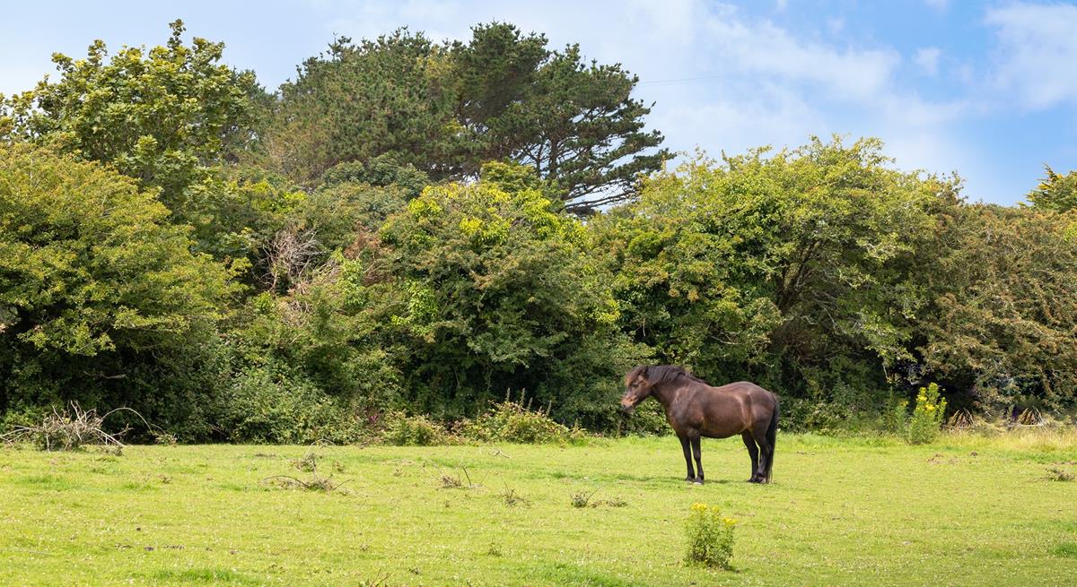 Enjoy watching the ponies graze in the paddocks. 