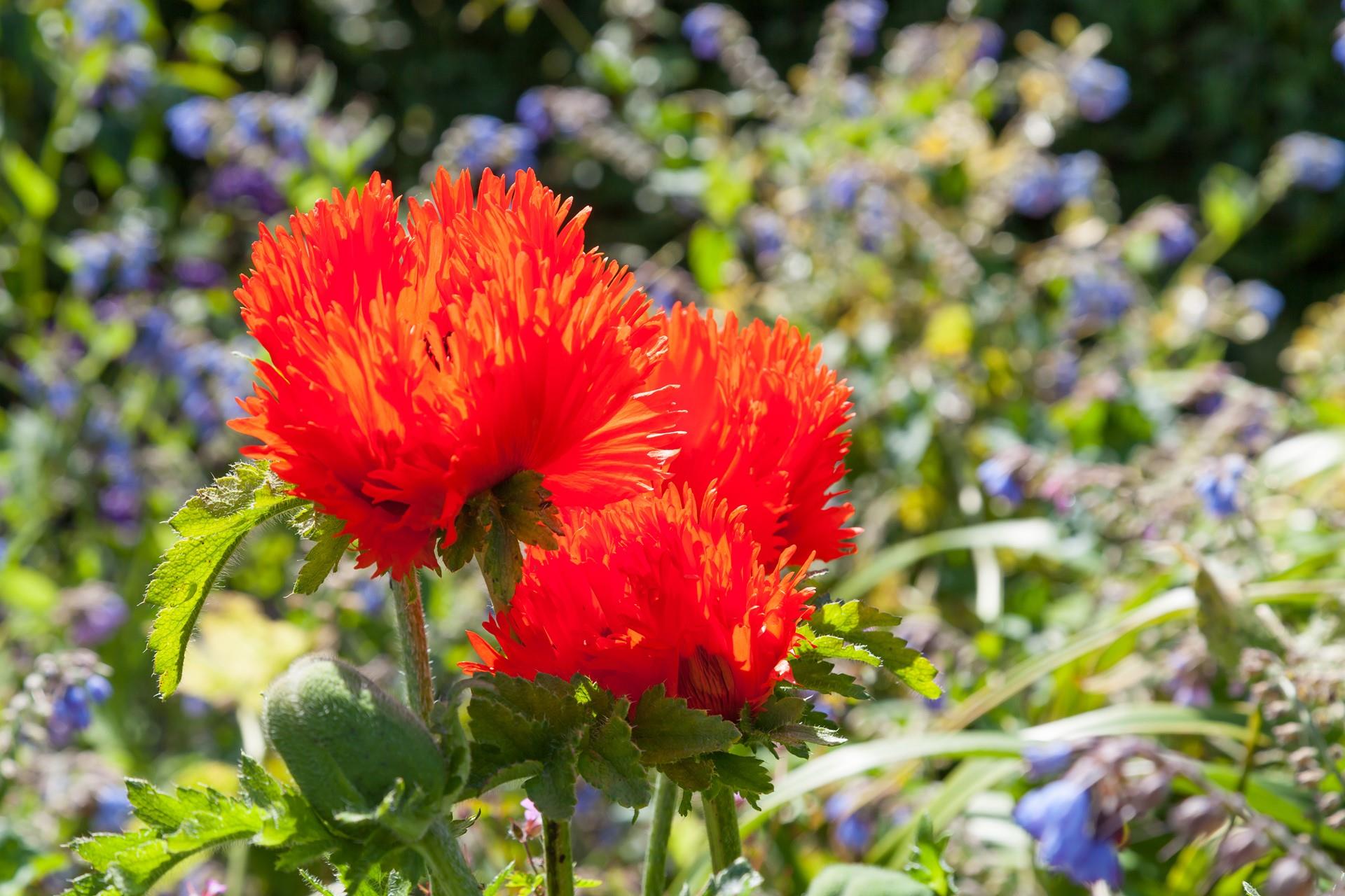 The gardener in the family will love to see what flowers are growing.