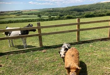 Meet your neighbours next door on the farm!