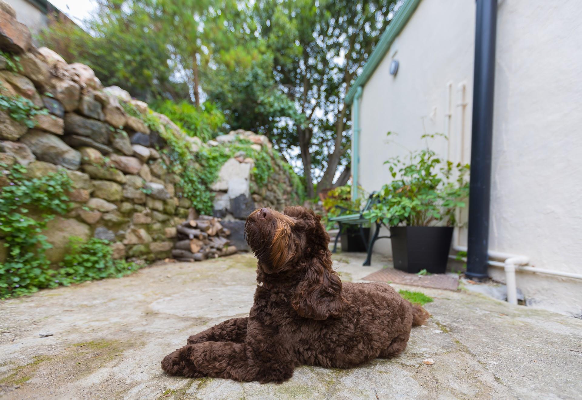 Your four-legged friend will love letting off some steam on the beach.