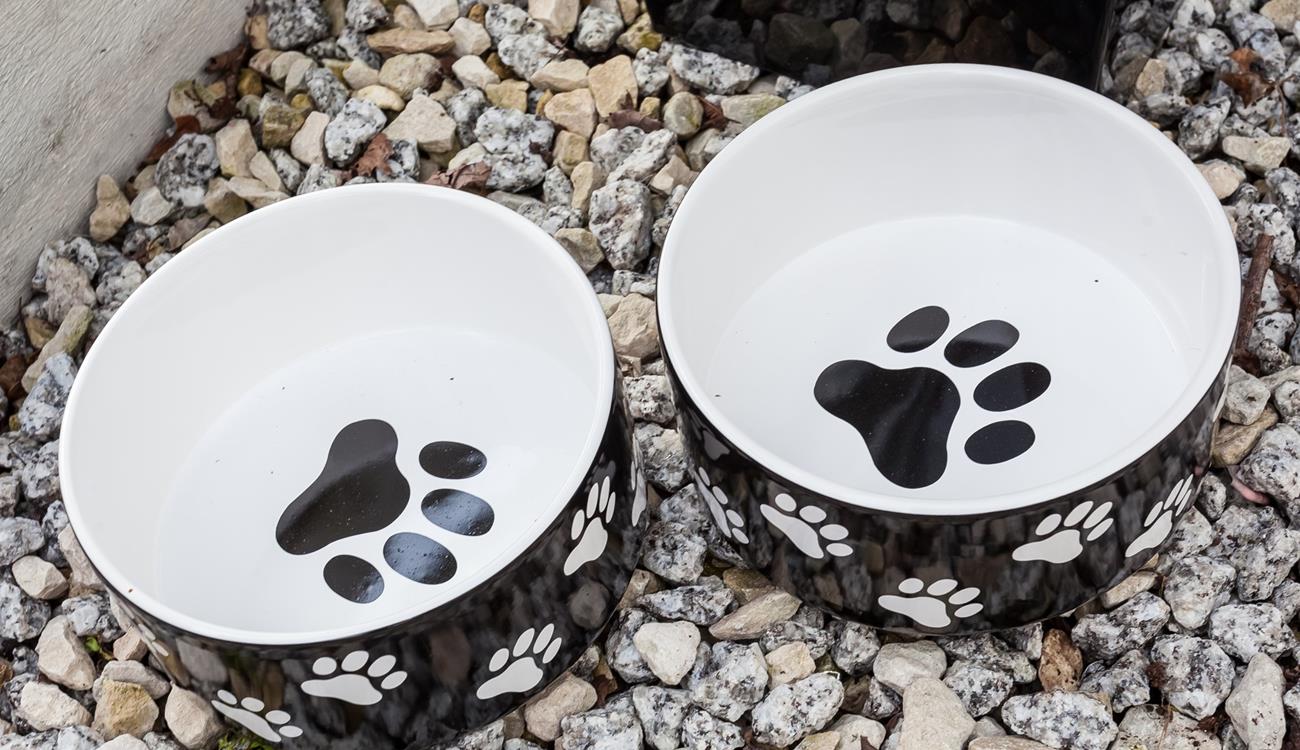 Your pooch is very welcome at Parc Cottage!