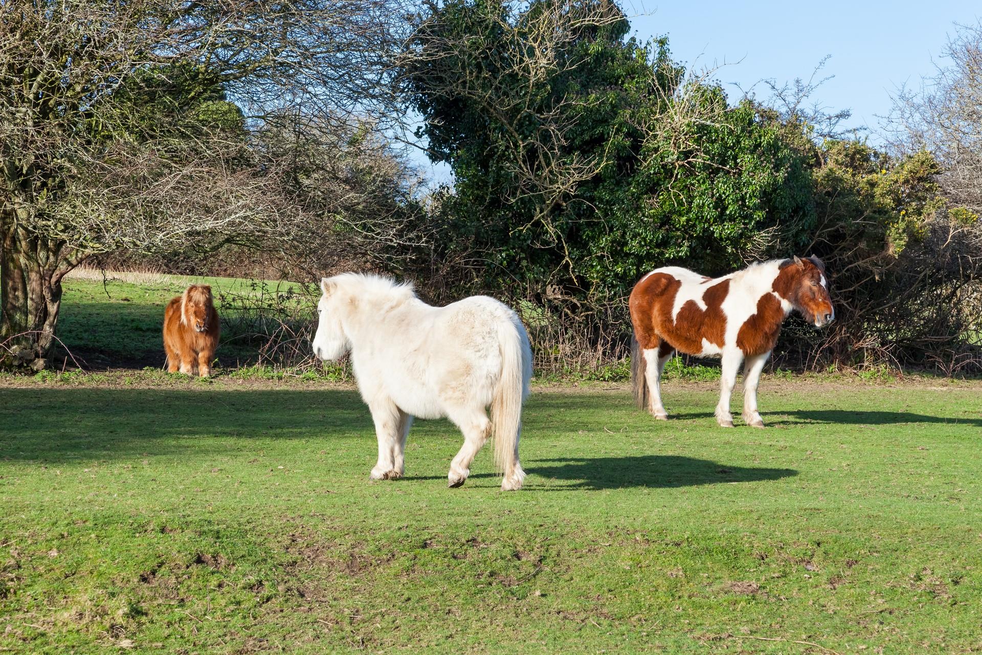 Children and adults alike are sure to be delighted by the ponies in the neighbouring field!