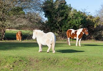 Children and adults alike are sure to be delighted by the ponies in the neighbouring field!