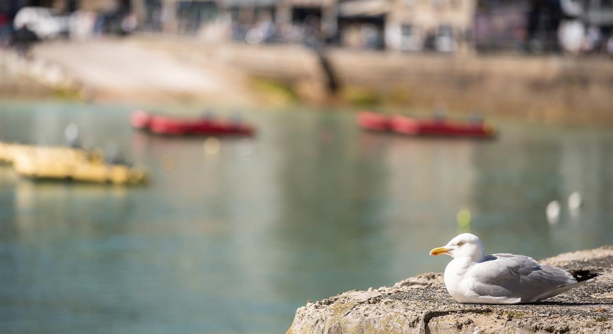 3 St Bridgets is also dog friendly, so you can bring your four-legged friend along with you!