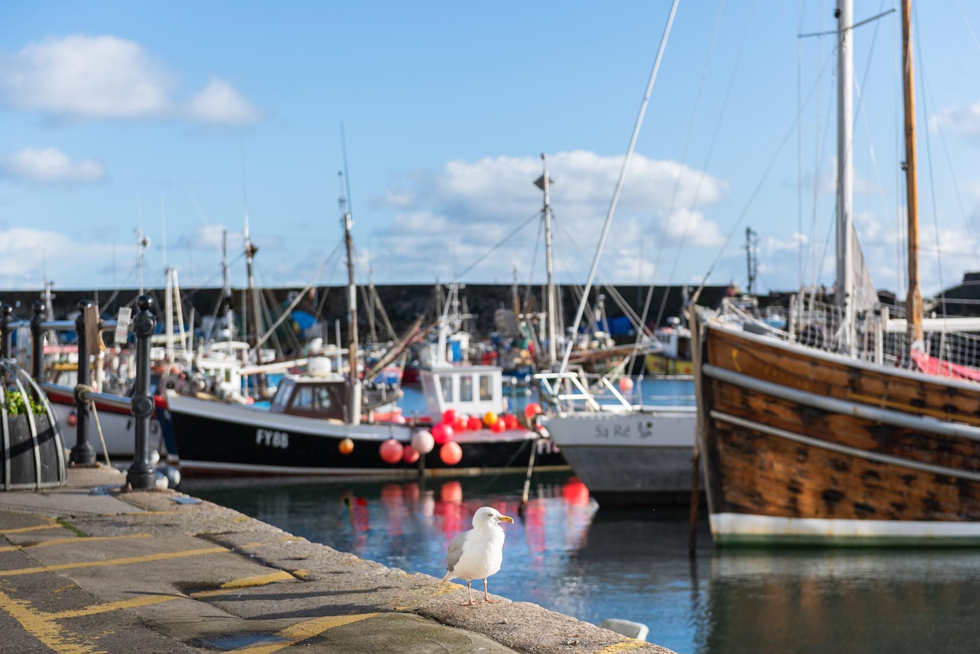 Watch out for the sneaky seagulls if you're enjoying a tasty treat near the harbour. 