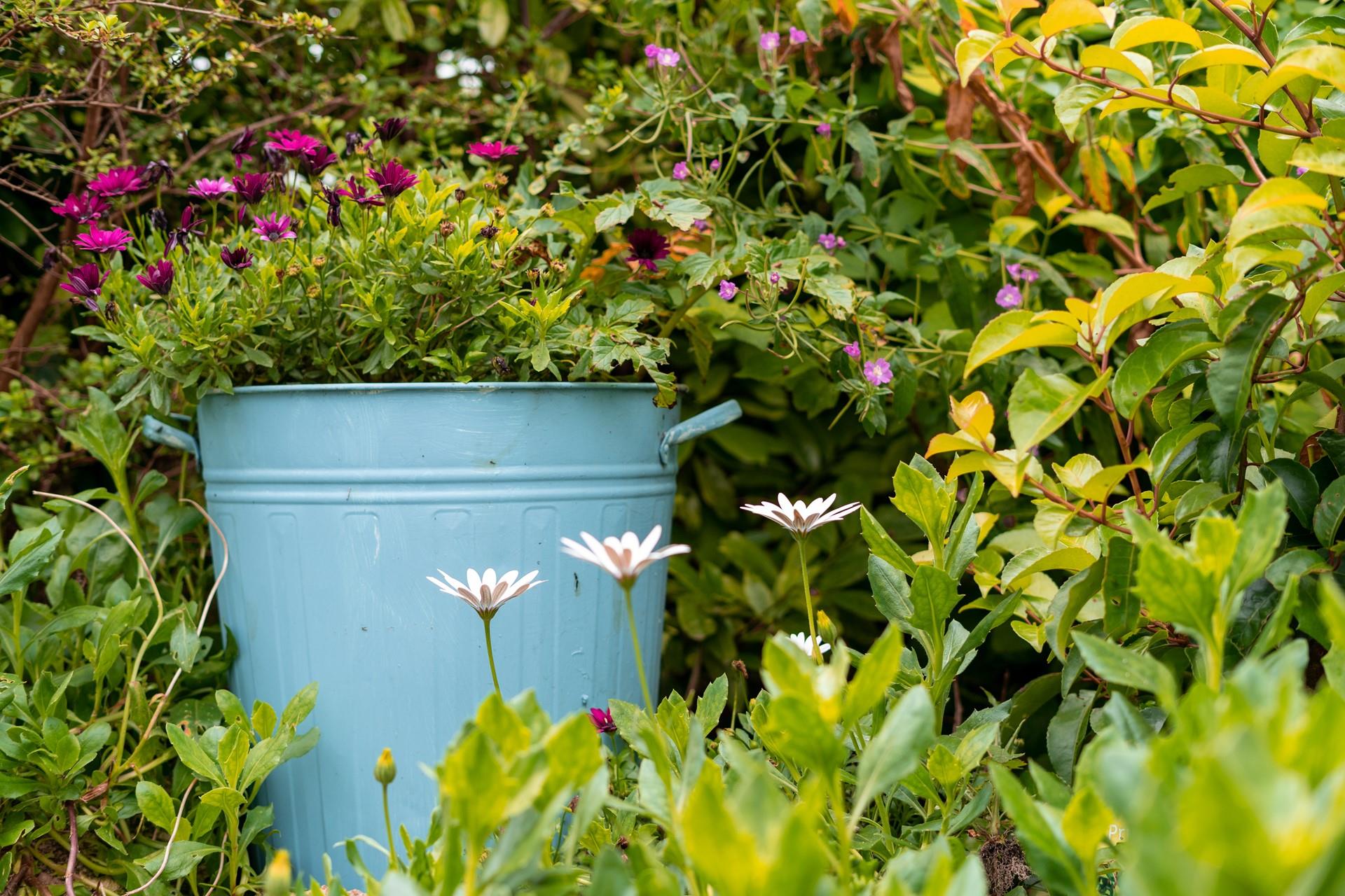 Enjoy the colourful blooms in the garden.