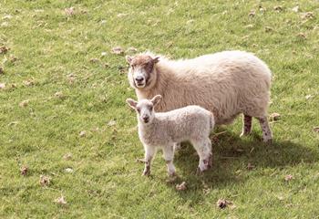 Say hello to the nosey Neighbours.