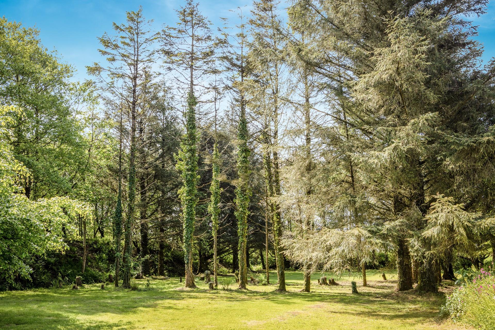 Leafy green trees gently swing in the summer breeze.