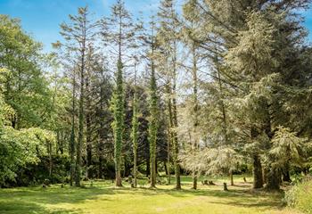 Leafy green trees gently swing in the summer breeze.