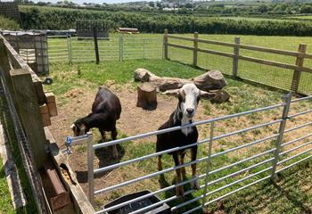 The goats are happy to meet guests on the farm.