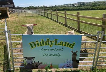 Meet the animals at Diddy Land.