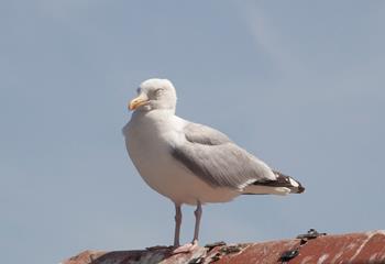 Make friends with the resident seagulls in the town!
