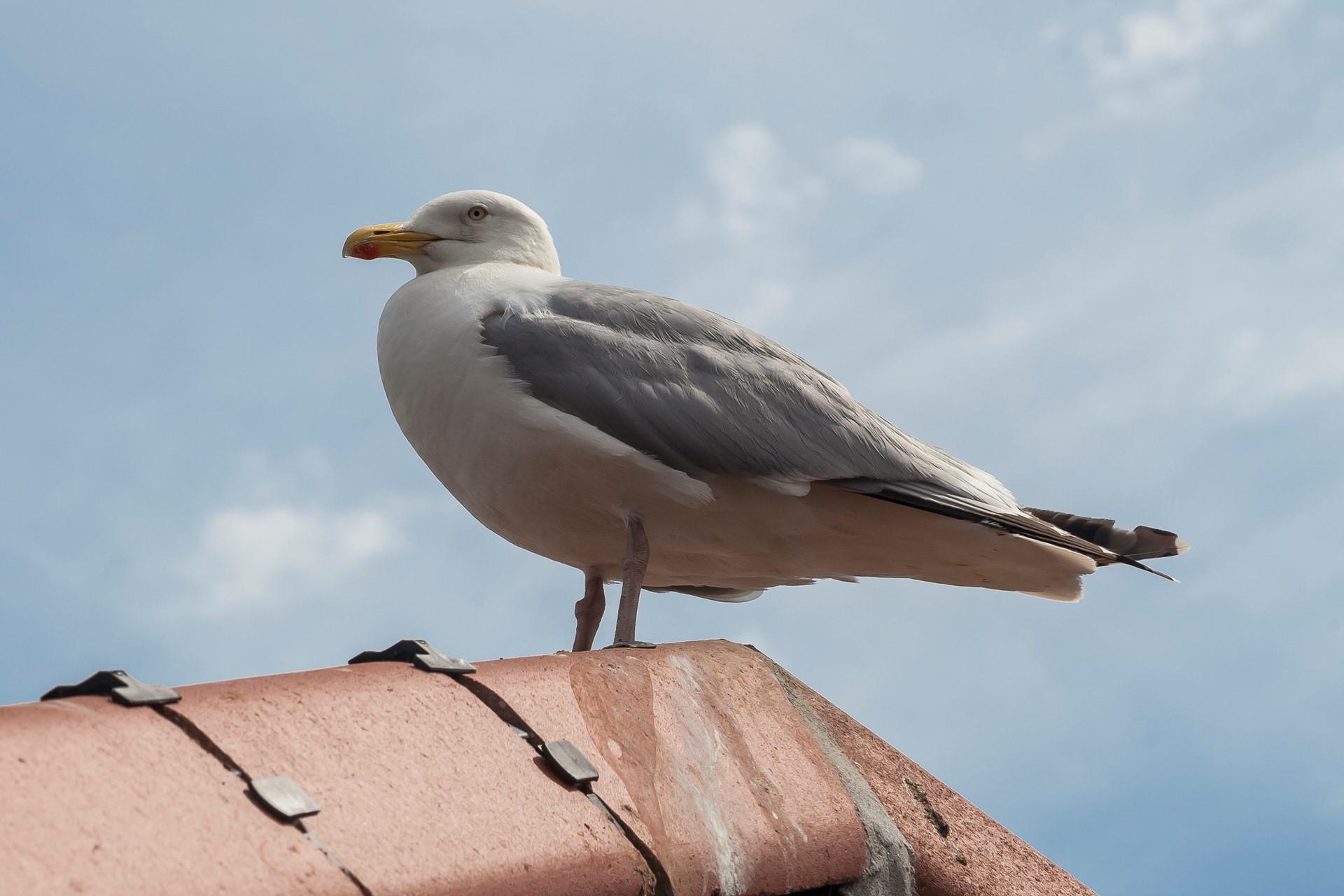 Watch out for the seagulls if treating yourself to ice cream in town!