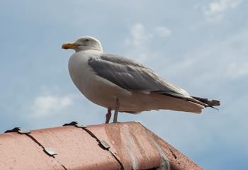Watch out for the seagulls if treating yourself to ice cream in town!