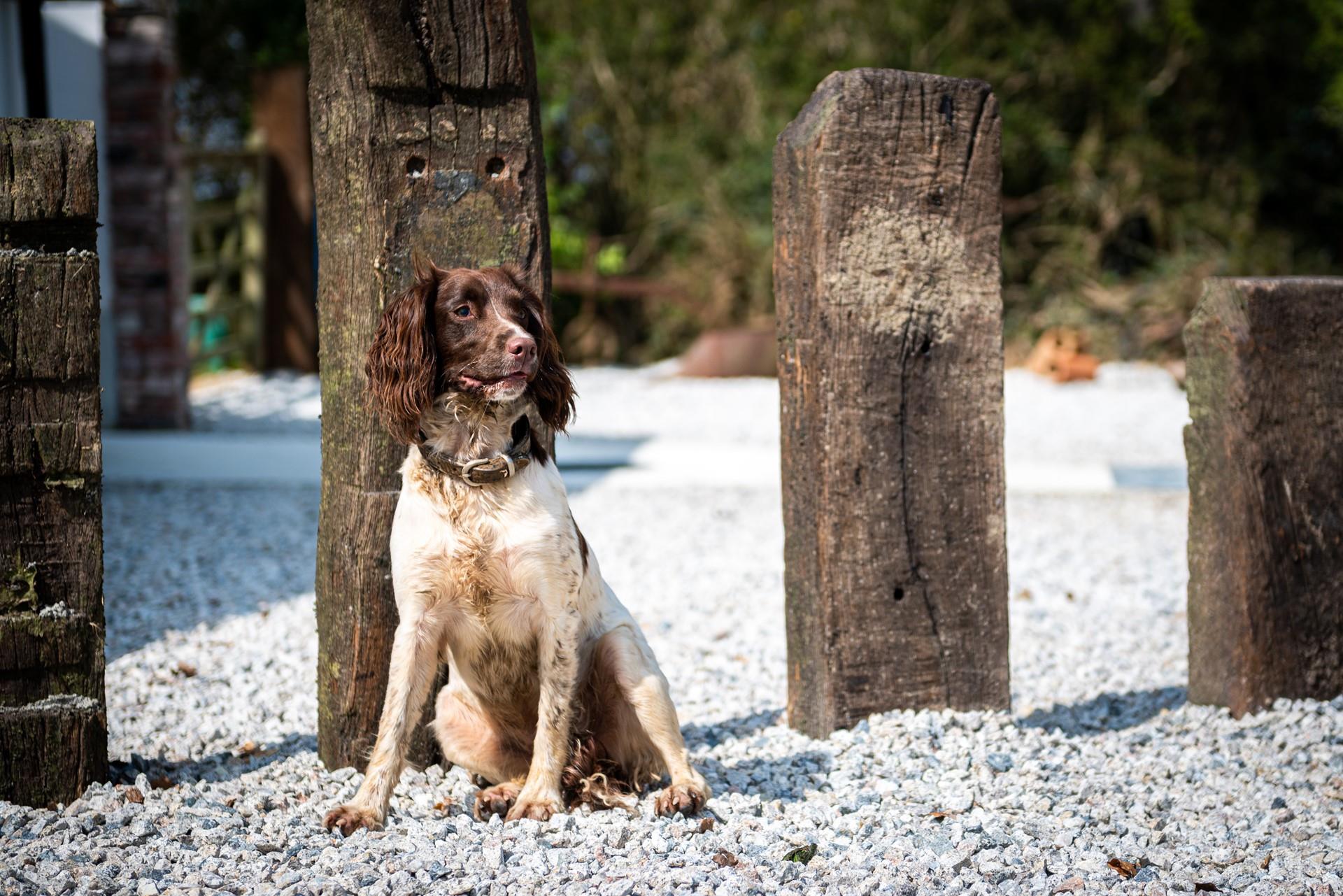 You can bring your furry friend along with you too!