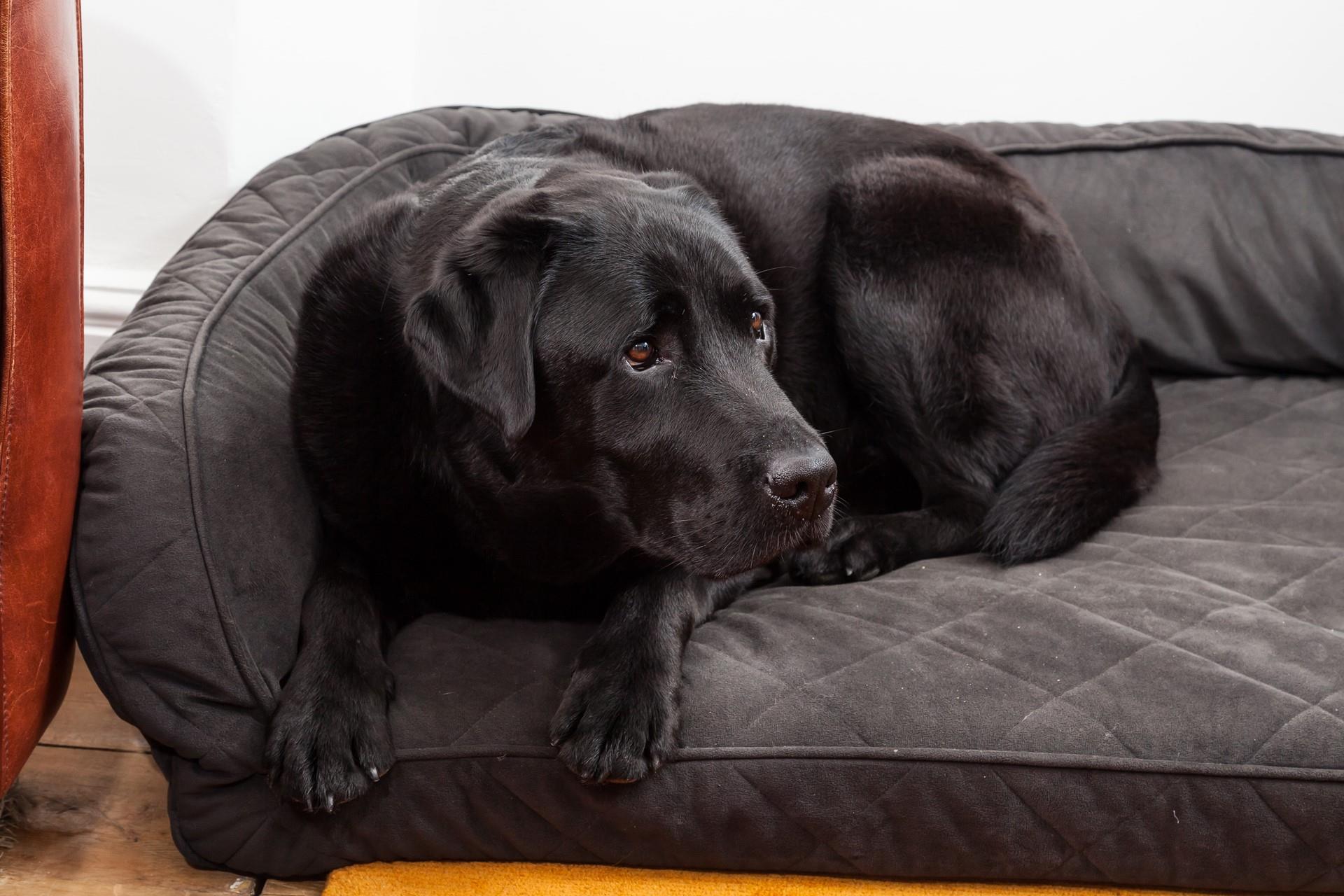 You don't have to leave your furry friends behind, Kerensa is dog friendly.