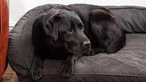 You don't have to leave your furry friends behind, Kerensa is dog friendly.