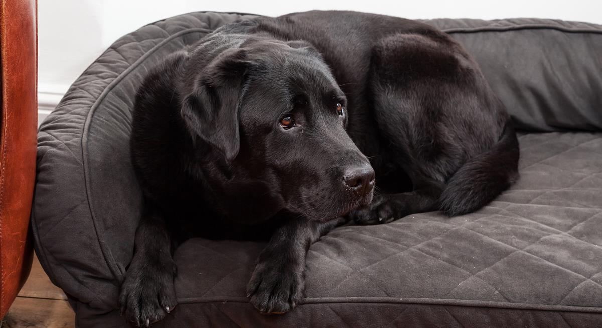 You don't have to leave your furry friends behind, Kerensa is dog friendly.