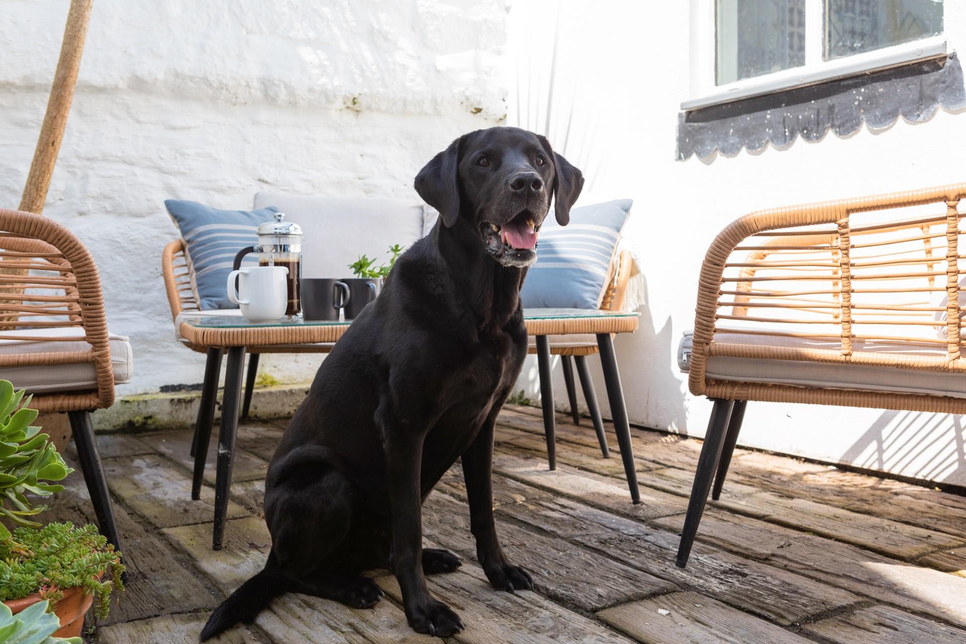 Your furry friend can come along to Fo'c'sle!