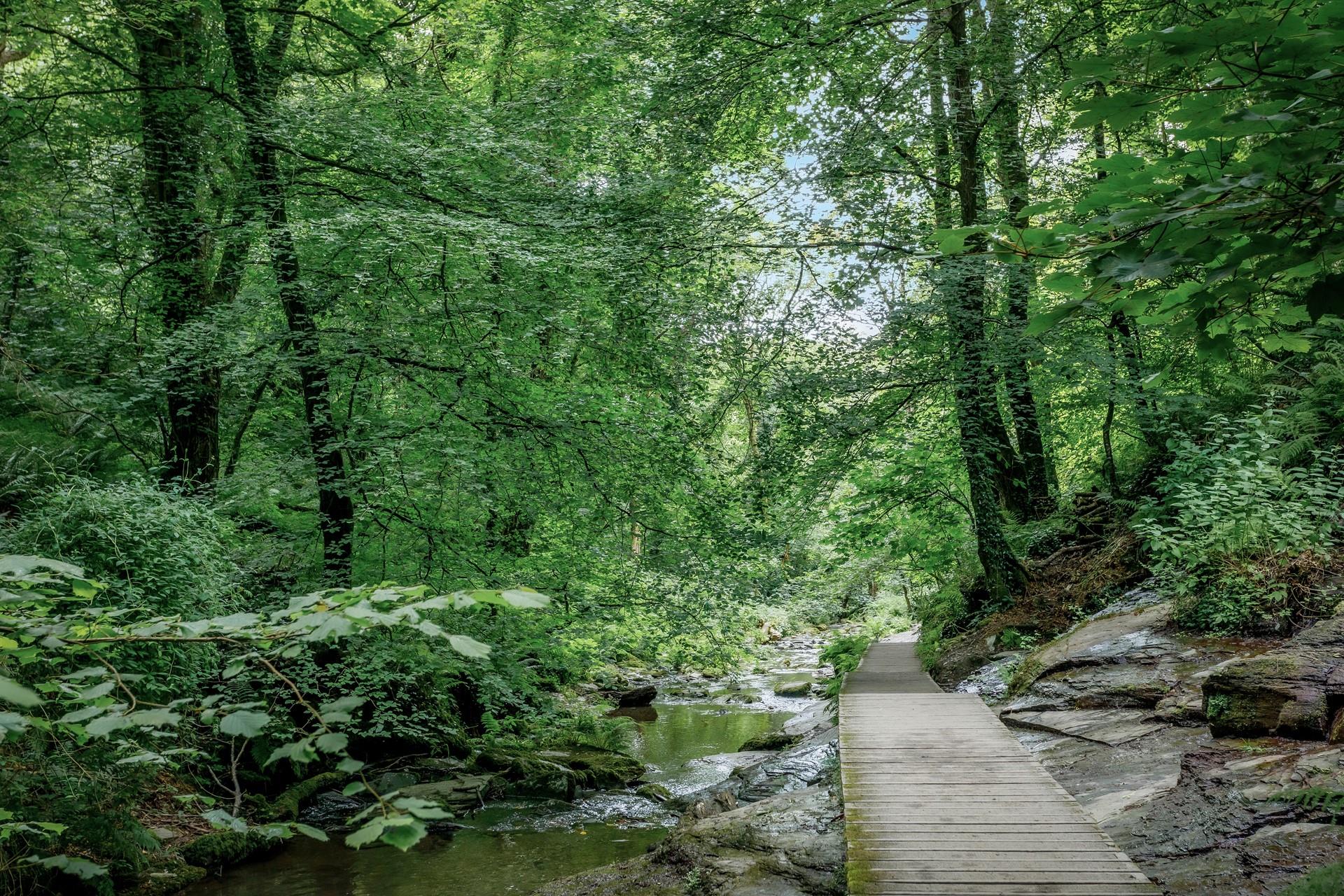 Take a leafy woodland walk to get some shade on a hot summer's day.