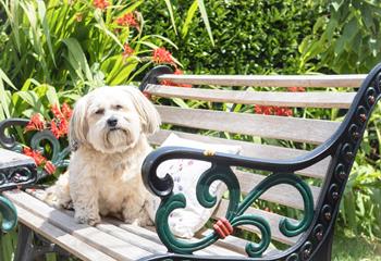 You're welcome to bring your furry friends here to enjoy Cornwall's beautiful beaches.