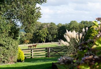 The owner's alpacas live in the beautiful surrounding fields.