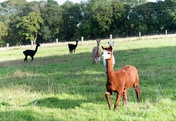 Watch the alpacas roam, all full of character!