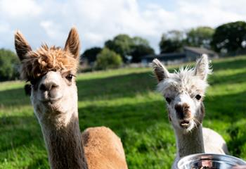 Say hi to the resident alpacas!