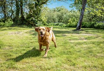 Your four-legged friends will love running off steam in the garden.