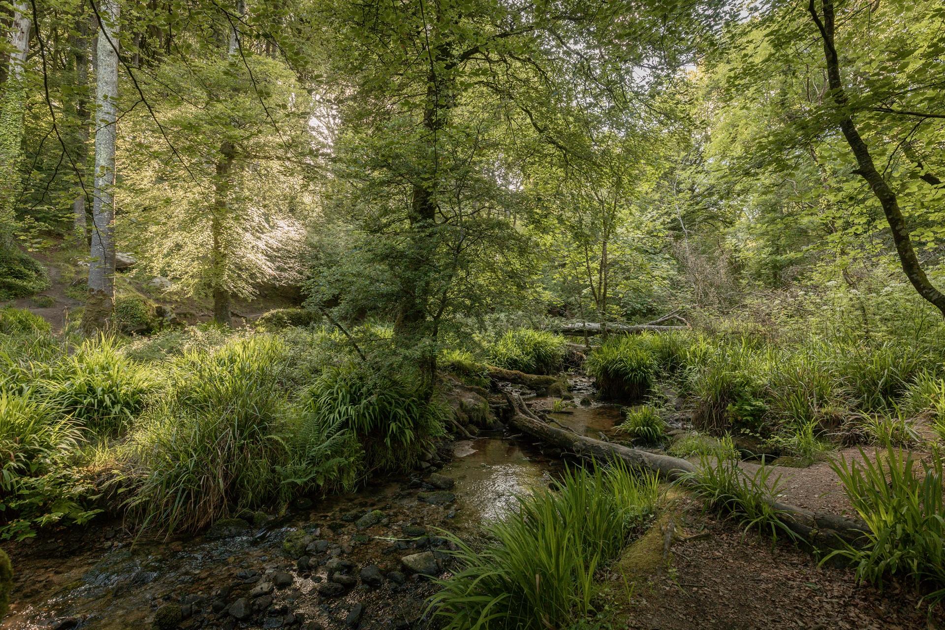 There is loads to explore in Trevaylor Woods!