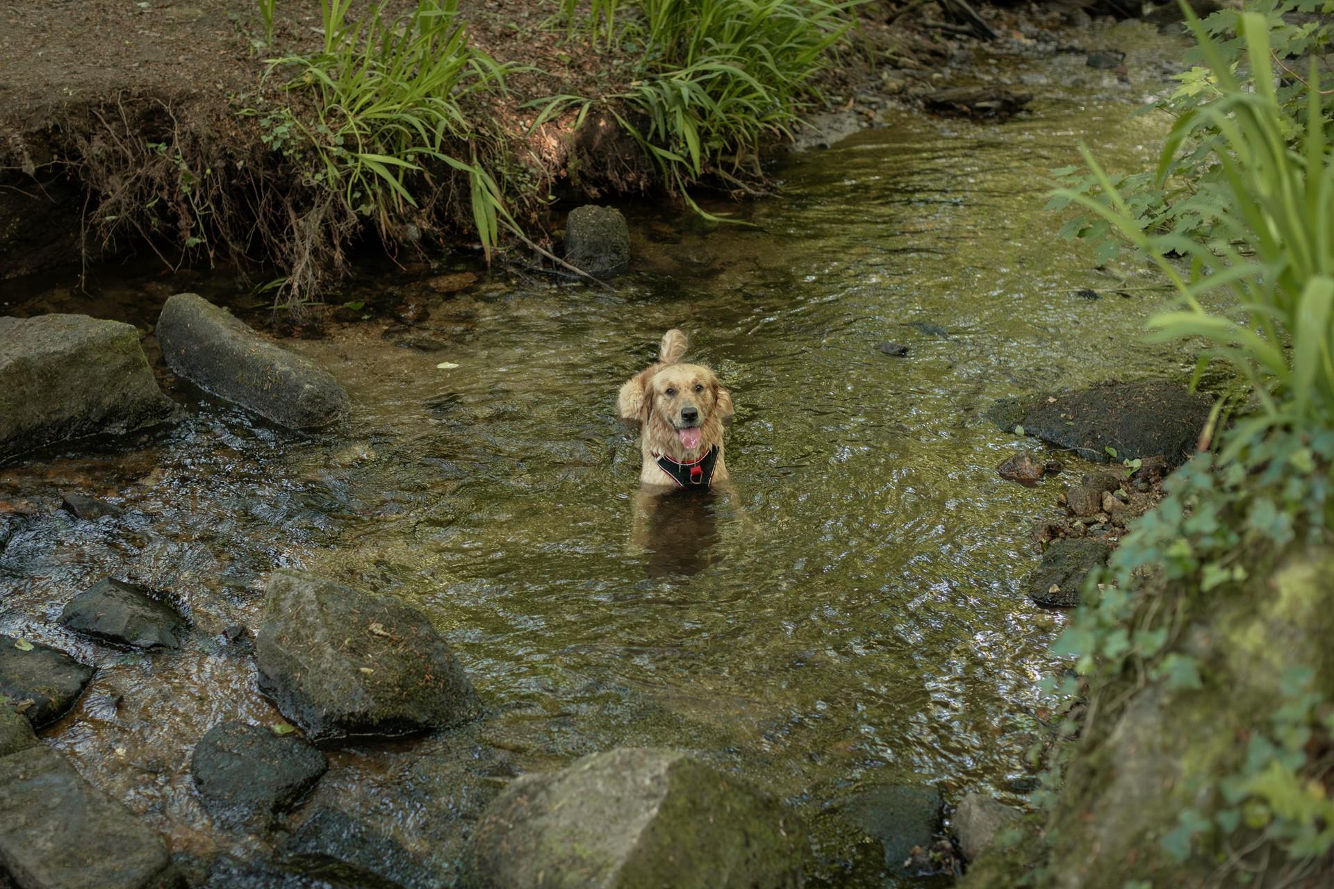 Those with four paws will love exploring the woods and streams!