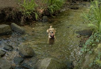 Those with four paws will love exploring the woods and streams!