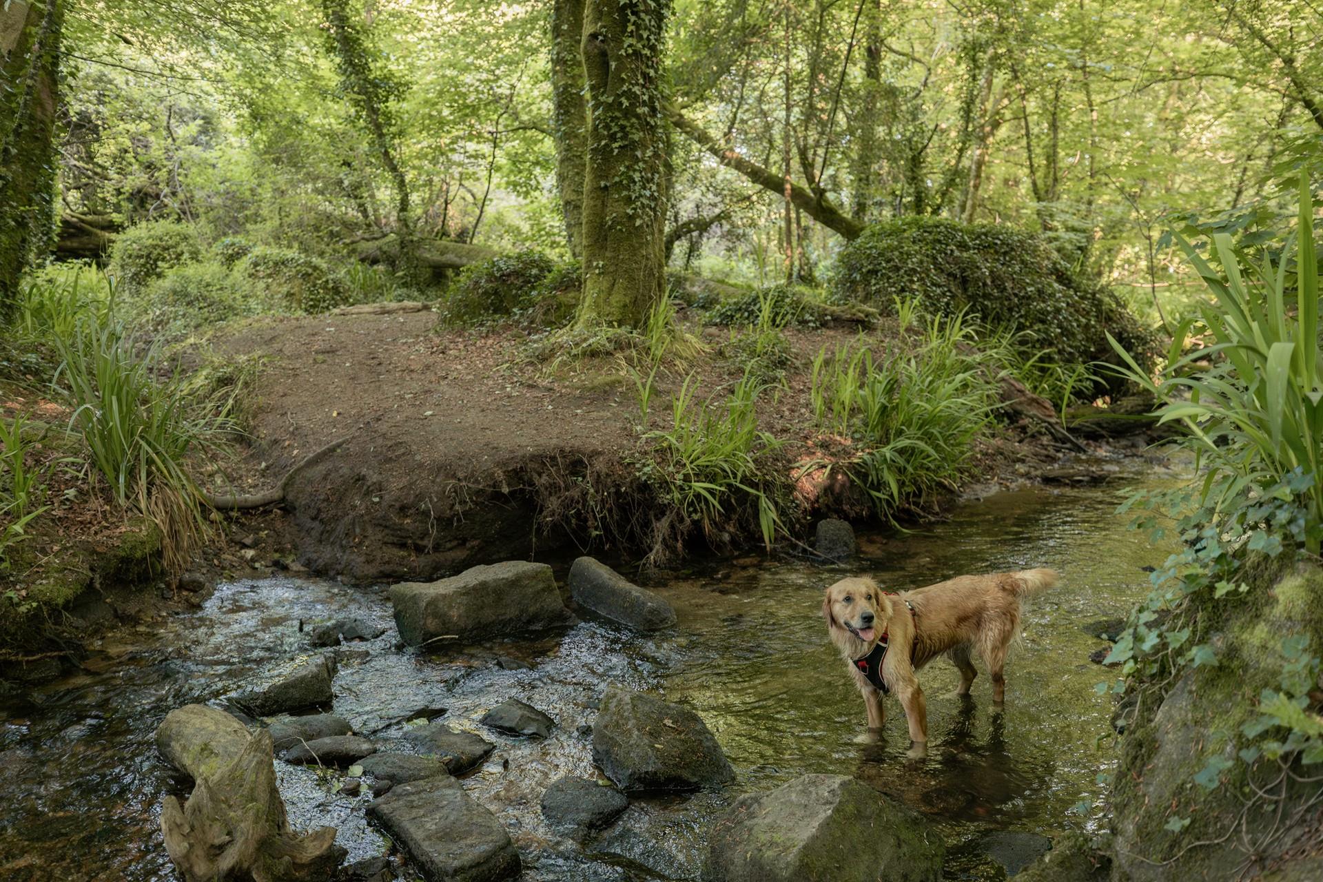 Enjoy a morning dog walk in Treyalor Woods, just across the road from the cottage!