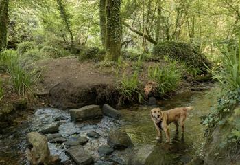 Enjoy a morning dog walk in Treyalor Woods, just across the road from the cottage!